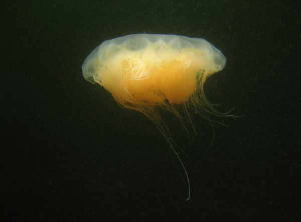 Qualle im Kvsefjord